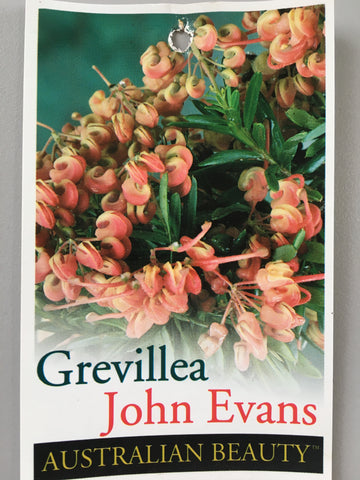 Grevillea 'John Evans'