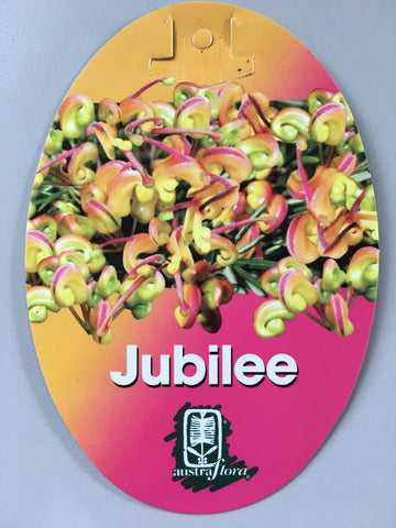 Grevillea 'Jubilee'