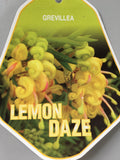 Grevillea 'Lemon Daze'