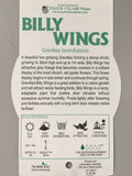 Grevillea 'Billy Wings'