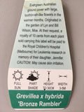 Grevillea 'Bronze Rambler' 140mm Pot