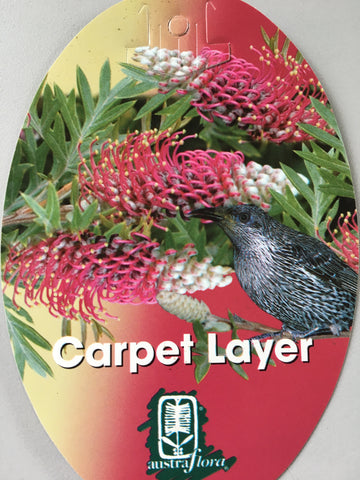 Grevillea 'Carpet Layer'