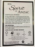 Grevillea 'Spirit of Anzac'