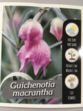 Guichenotia macrantha