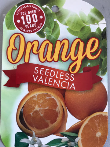 Orange Seedless Valencia 200mm