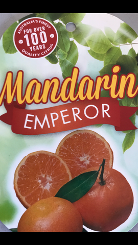 Mandarin Emperor 250mm