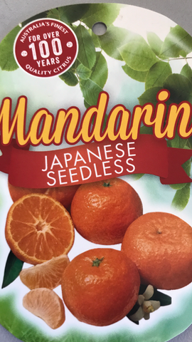 Mandarin Japanese Seedless 250mm
