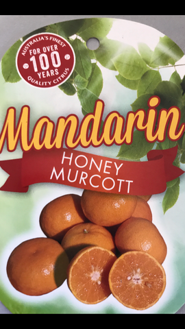 Mandarin Honey Murcott 250mm