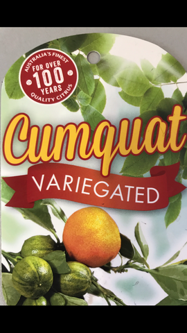 Cumquat Varigated 200mm