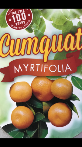 Cumquat Myrtifolia Chinotto 200mm