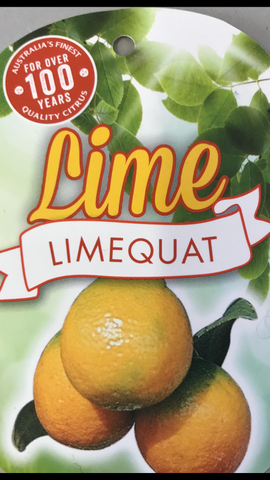 Limequat 200mm