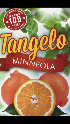 Tangelo Minneola 200mm