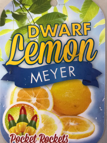 Lemon Meyer 200mm Dwarf