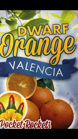 Orange Valencia 200mm Dwarf