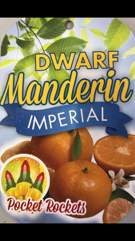 Mandarin Imperial 200mm Dwarf