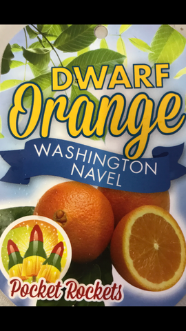 Orange Washington Navel 200mm Dwarf