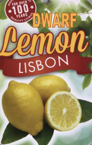 Lemon Lisbon 200mm Dwarf