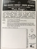 Lagerstroemia 'Plum Magic'