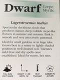 Lagerstroemia Rubra Nana Dwarf 14cm pot