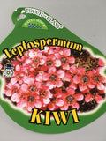Leptospermum 'Kiwi'