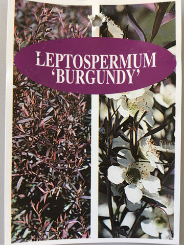 Leptospermum 'Burgundy'