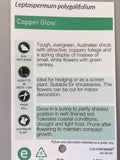 Leptospermum 'Copper Glow'