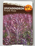 Leucadendron 'Purple Haze' 140mm Pot