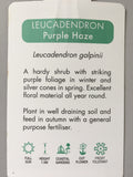 Leucadendron 'Purple Haze' 140mm Pot