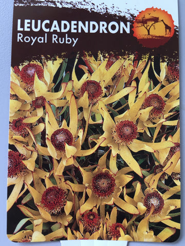 Leucadendron 'Royal Ruby' 140mm Pot