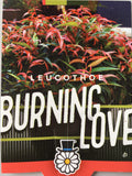 Leucothoe - 'Burning Love'