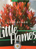 Leucothoe - 'Little Flames'