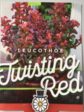 Leucothoe - 'Twisting Red'