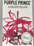 Loropetalum - 'Purple Prince'