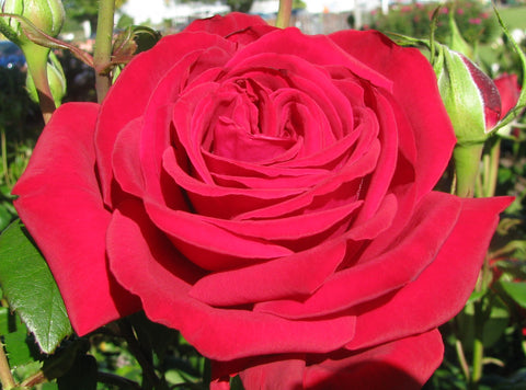 Loving Memory Bush Rose
