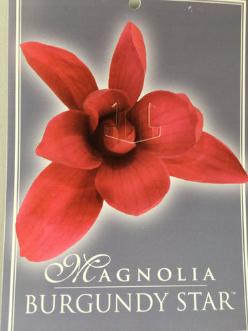 Magnolia Burgundy Star 330mm