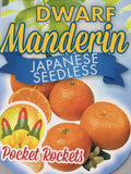 Mandarin Japanese Seedless 200mm Dwarf