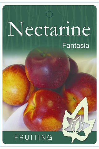Nectarine Fantasia - Bare Rooted