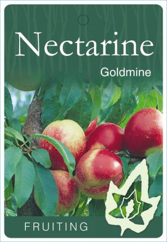Nectarine Goldmine - Bare Rooted