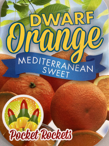 Orange Mediterranean Sweet 200mm Dwarf
