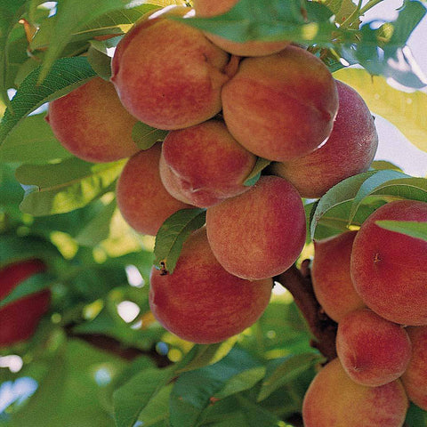 Peach Anzac white flesh - Bare Rooted