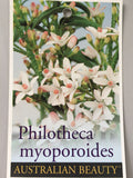 Philotheca myoporoides