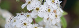 Pyrus nivalis 'Snow Pear' Ornamental Pear B/R