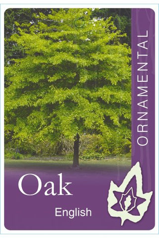 Quercus English Oak 400mm pot