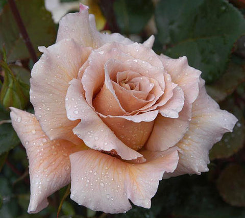 Julia's Rose Bush Rose