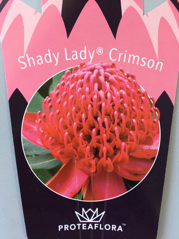 Waratah 'Shady Lady' Crimson 140mm Pot