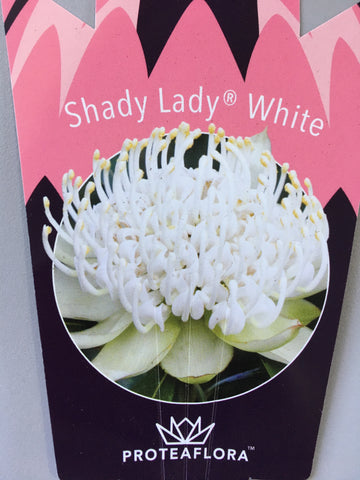 Waratah 'Shady Lady' White 140mm Pot