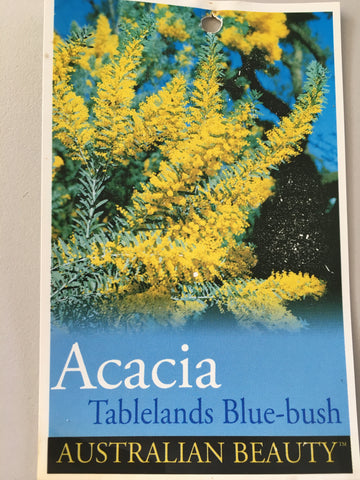 Acacia covenyi
