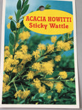 Acacia Howitti (Sticky Wattle) 140mm pot