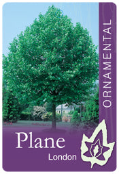 Platanus Acerifolia (London Plane) B/R