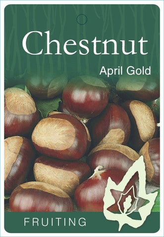 Chestnut April Gold - 330mm Pot